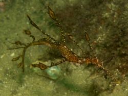 A wee little Weedy Sea Dragon, taken in Sydney with an Ol... by Peter Simpson 